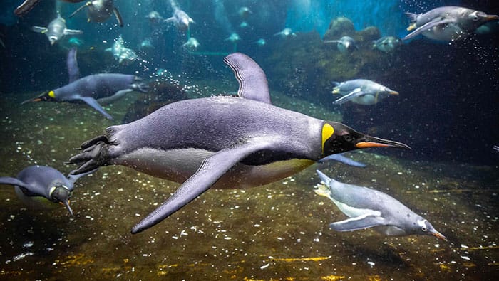 Tug-Merlins-Entertainments-SEA-LIFE