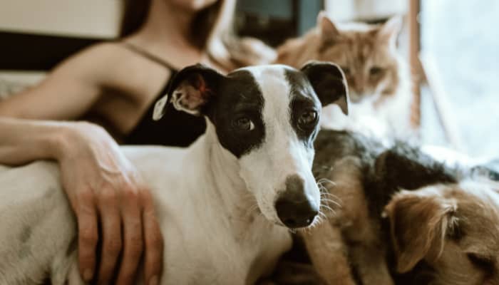 Online-Searches-Pets-Filipinos-iprice-data