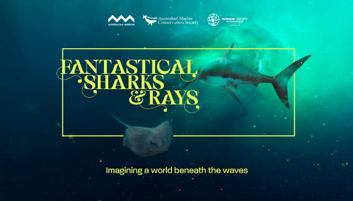 AMCS to raise awareness on Australian sharks and rays with imaginative campaign by Innocean Australia
